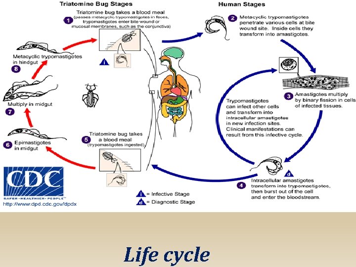 Life cycle 