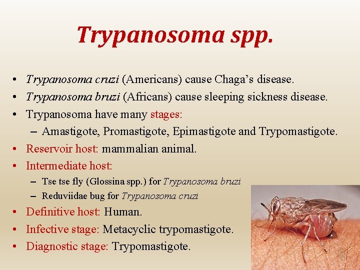 Trypanosoma spp. • Trypanosoma cruzi (Americans) cause Chaga’s disease. • Trypanosoma bruzi (Africans) cause