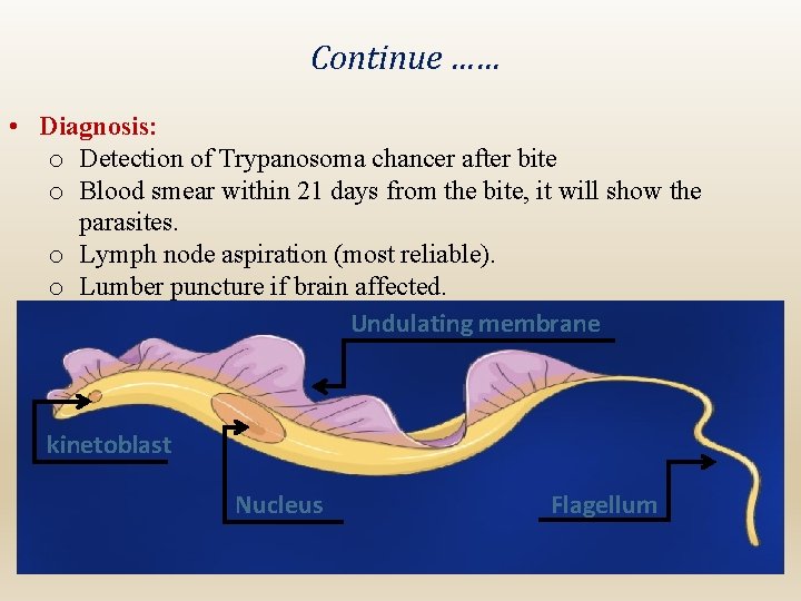 Continue …… • Diagnosis: o Detection of Trypanosoma chancer after bite o Blood smear