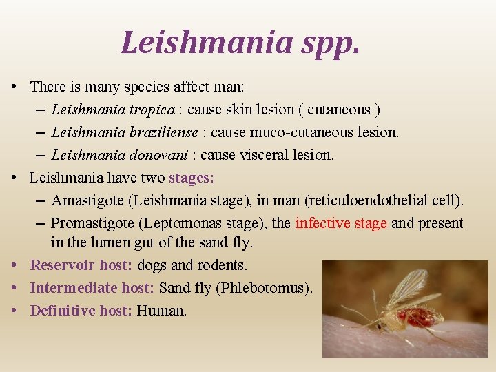 Leishmania spp. • There is many species affect man: – Leishmania tropica : cause