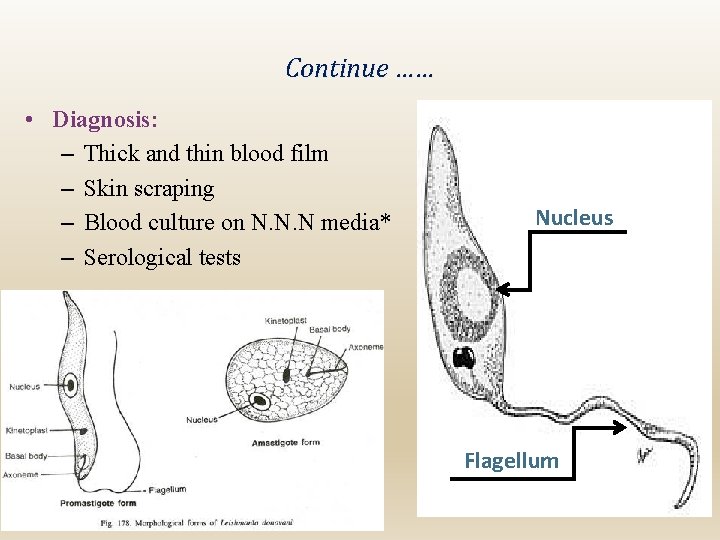 Continue …… • Diagnosis: – Thick and thin blood film – Skin scraping –