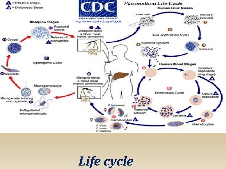 Life cycle 