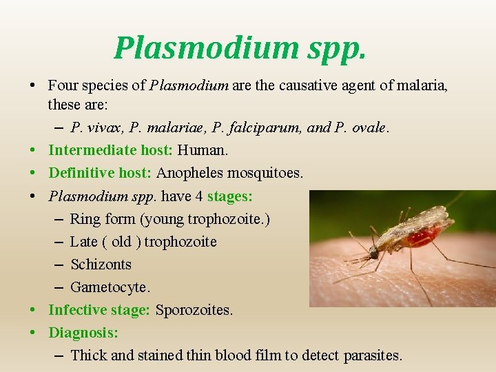 Plasmodium spp. • Four species of Plasmodium are the causative agent of malaria, these