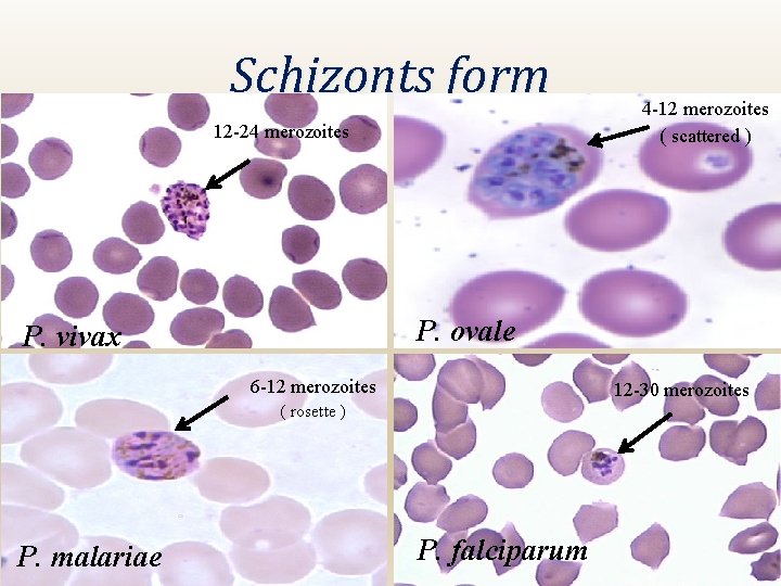 Schizonts form 12 -24 merozoites P. ovale P. vivax 6 -12 merozoites 12 -30