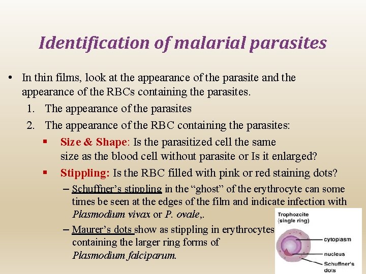 Identification of malarial parasites • In thin films, look at the appearance of the