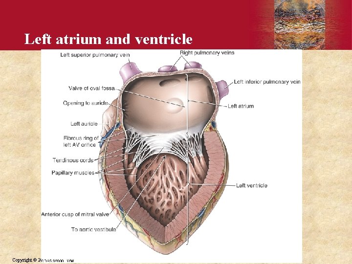 Left atrium and ventricle Copyright © 2006 by Elsevier, Inc. 