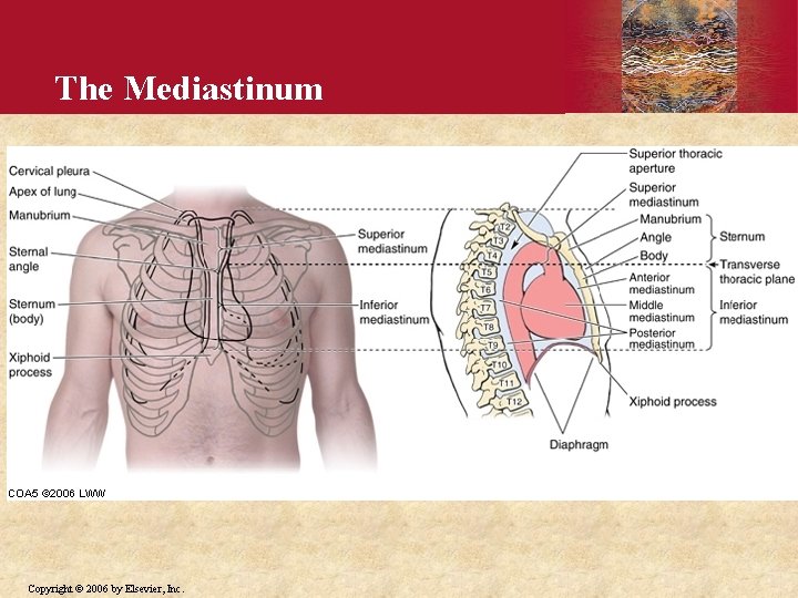 The Mediastinum Copyright © 2006 by Elsevier, Inc. 