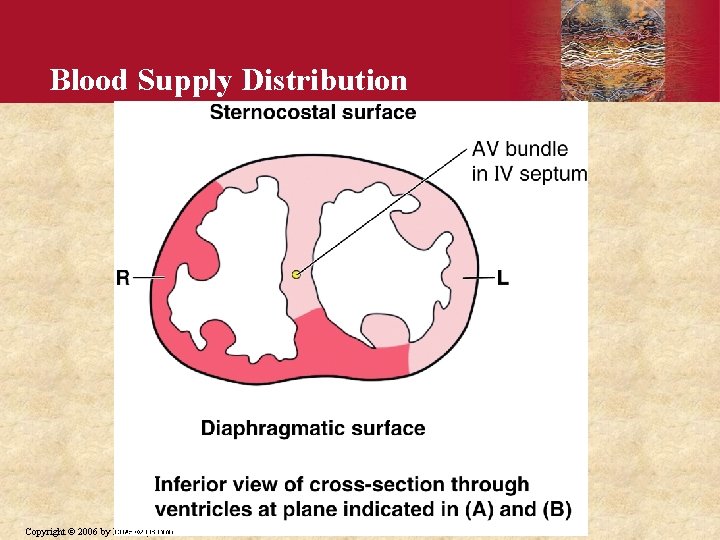 Blood Supply Distribution Copyright © 2006 by Elsevier, Inc. 