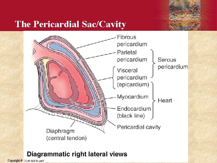 The Pericardial Sac/Cavity Copyright © 2006 by Elsevier, Inc. 