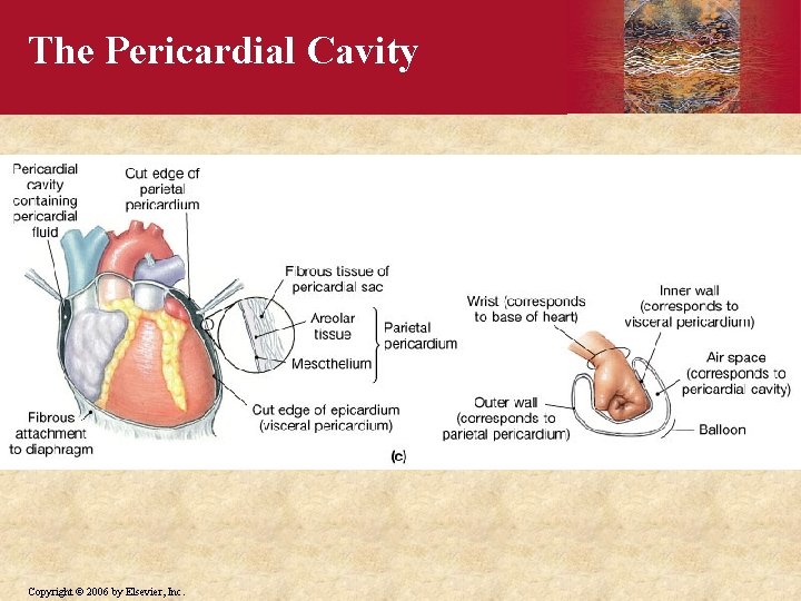 The Pericardial Cavity Copyright © 2006 by Elsevier, Inc. 