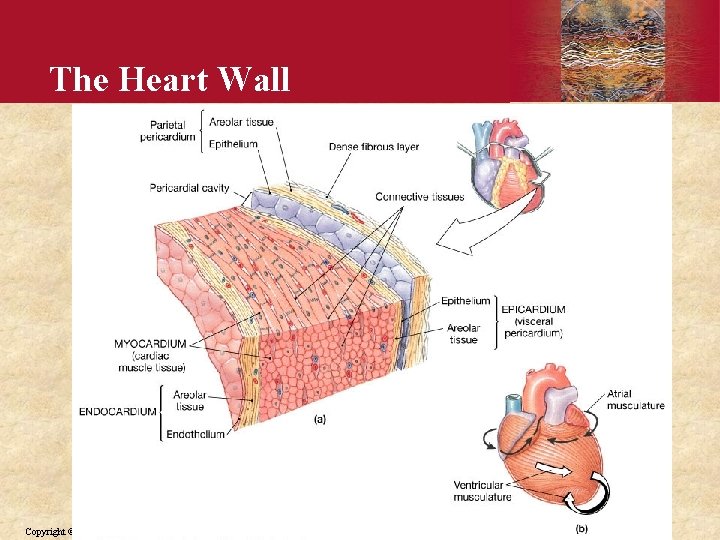 The Heart Wall Copyright © 2006 by Elsevier, Inc. 
