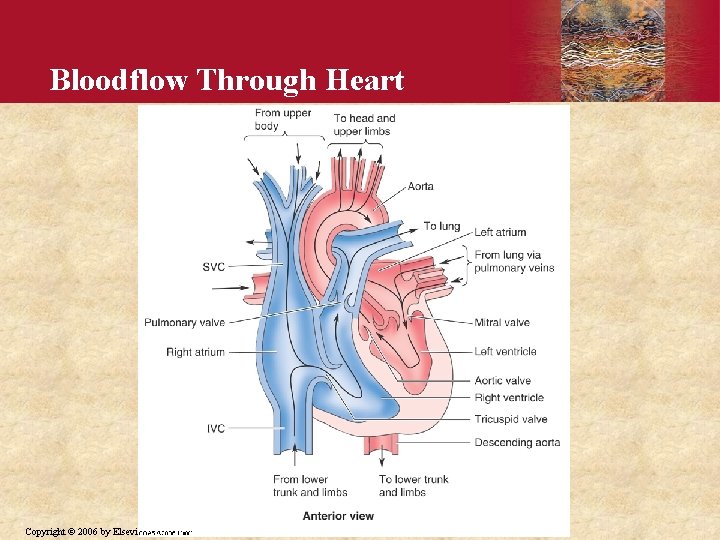 Bloodflow Through Heart Copyright © 2006 by Elsevier, Inc. 