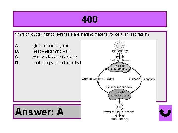 400 What products of photosynthesis are starting material for cellular respiration? A. glucose and