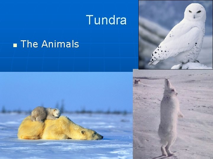 Tundra n The Animals 