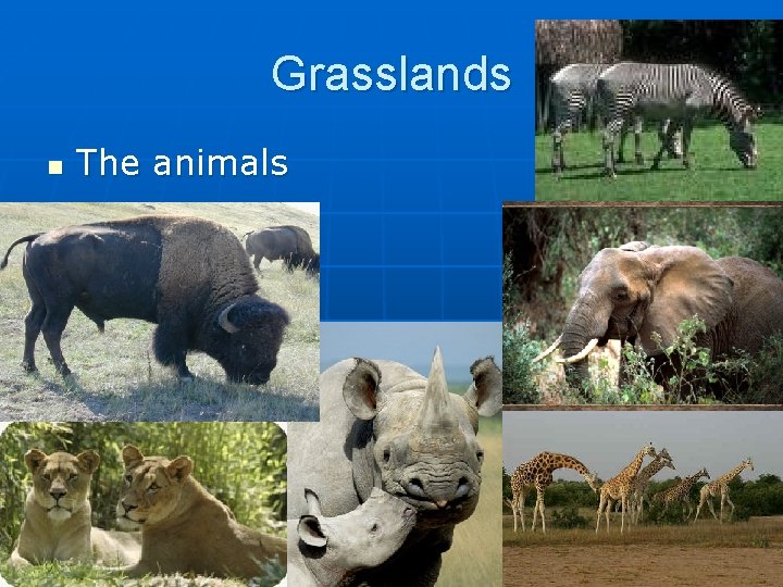 Grasslands n The animals 