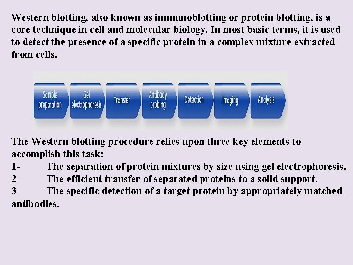 Western blotting, also known as immunoblotting or protein blotting, is a core technique in