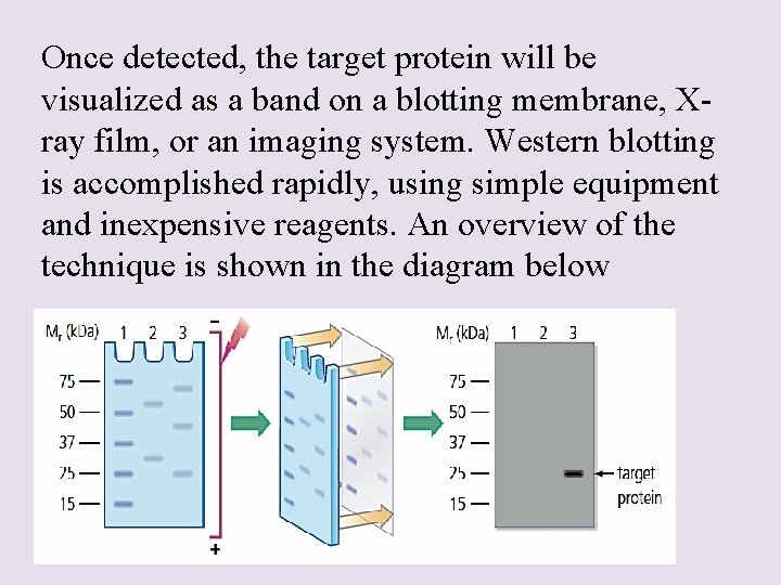Once detected, the target protein will be visualized as a band on a blotting