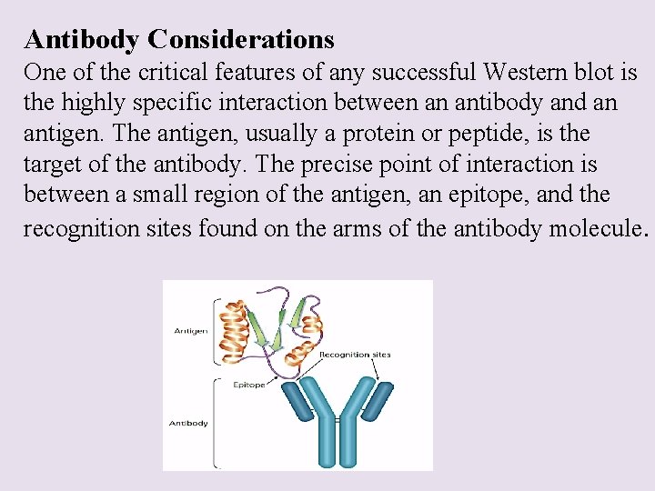 Antibody Considerations One of the critical features of any successful Western blot is the