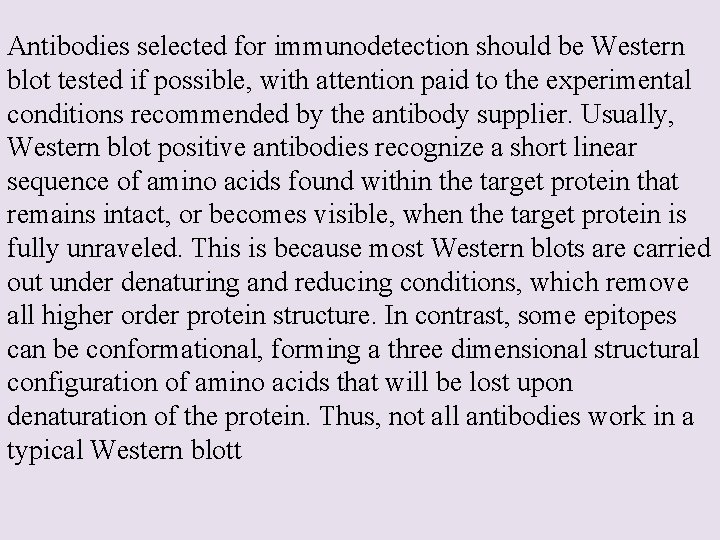 Antibodies selected for immunodetection should be Western blot tested if possible, with attention paid