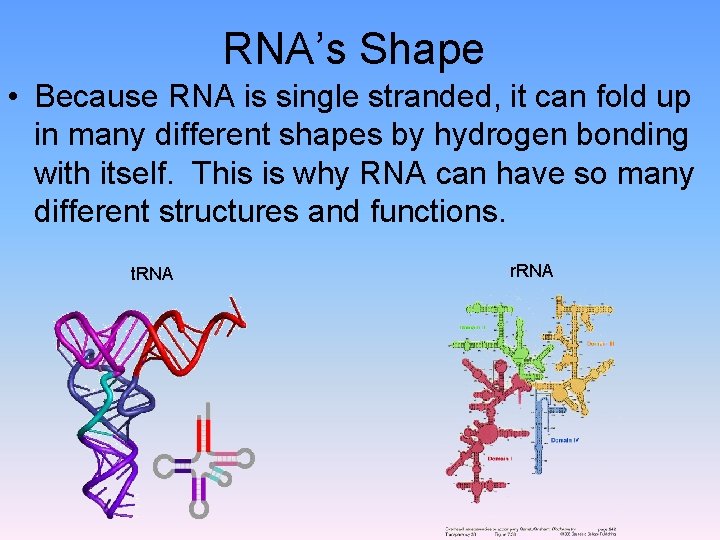 RNA’s Shape • Because RNA is single stranded, it can fold up in many