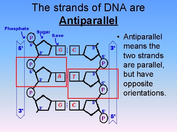 The strands of DNA are Antiparallel • Antiparallel means the two strands are parallel, The strands of DNA are Antiparallel • Antiparallel means the two strands are parallel,