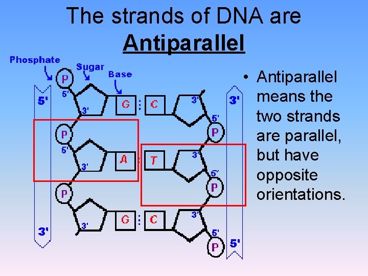 The strands of DNA are Antiparallel • Antiparallel means the two strands are parallel,