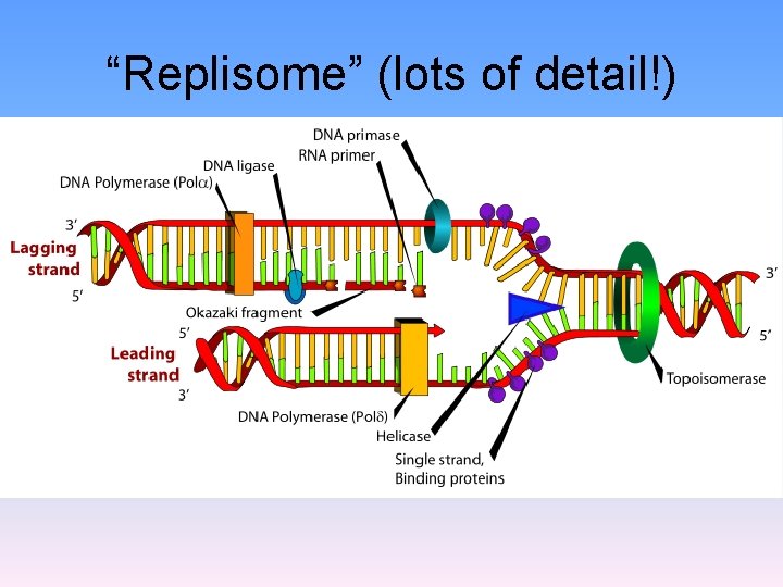 “Replisome” (lots of detail!) 
