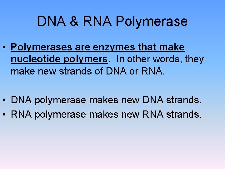 DNA & RNA Polymerase • Polymerases are enzymes that make nucleotide polymers. In other