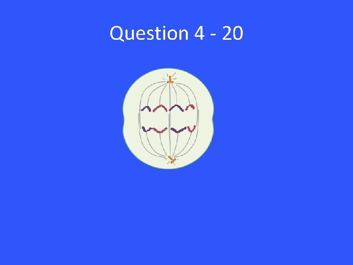 Question 4 - 20 