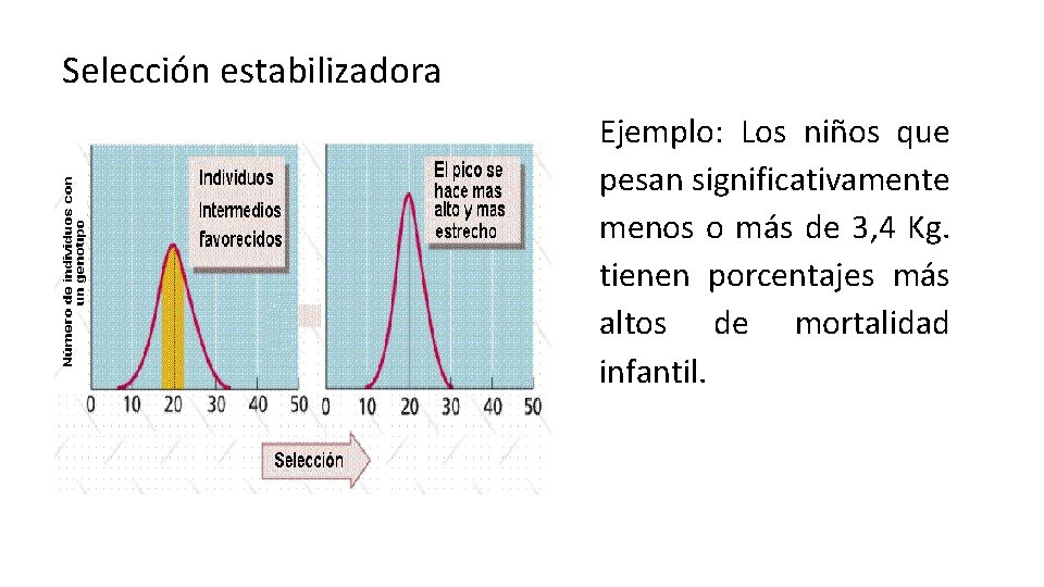 Selección estabilizadora Ejemplo: Los niños que pesan significativamente menos o más de 3, 4