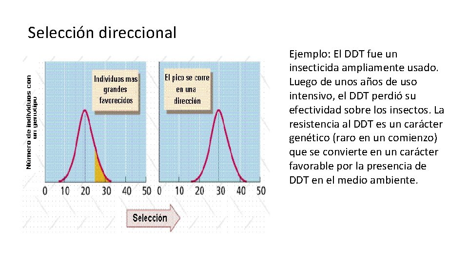 Selección direccional Ejemplo: El DDT fue un insecticida ampliamente usado. Luego de unos años