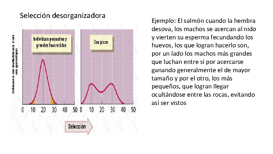 Selección desorganizadora Ejemplo: El salmón cuando la hembra desova, los machos se acercan al