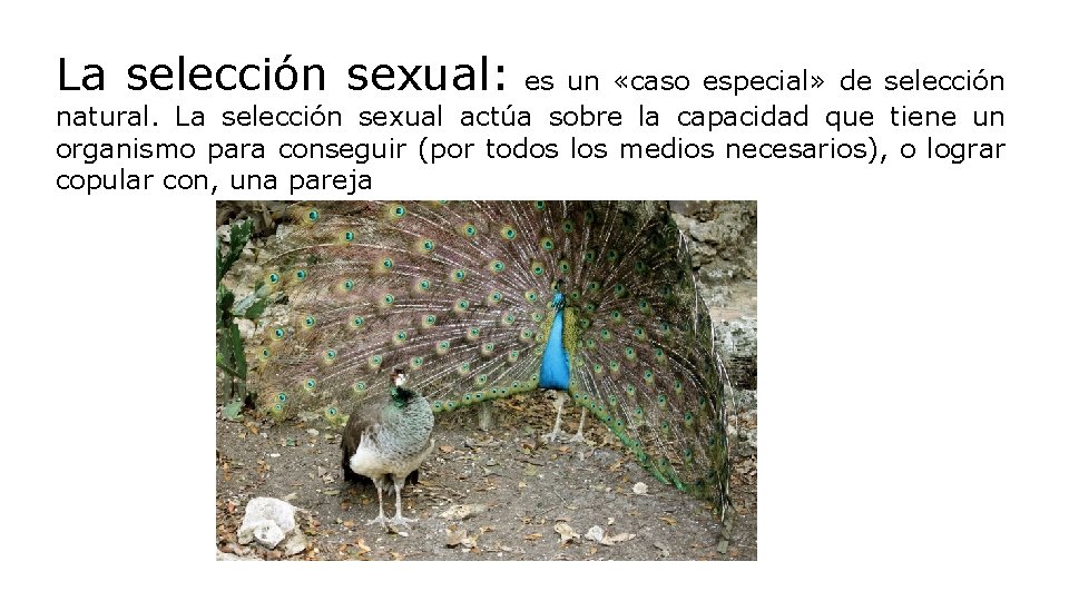 La selección sexual: es un «caso especial» de selección natural. La selección sexual actúa