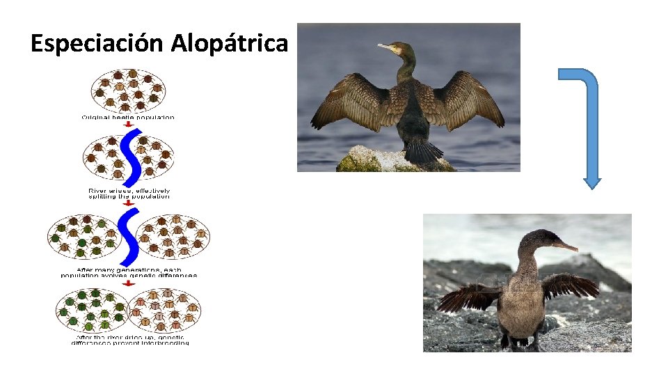 Especiación Alopátrica 