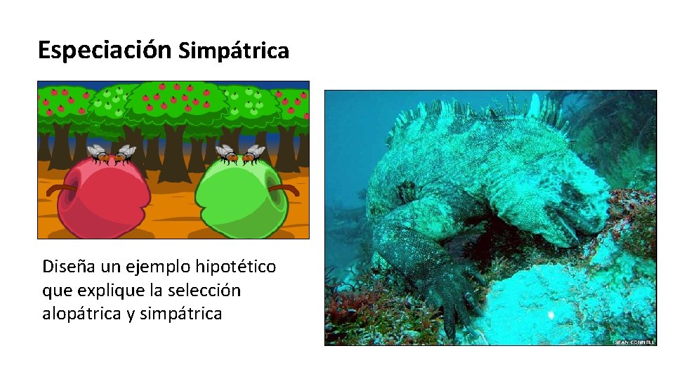 Especiación Simpátrica Diseña un ejemplo hipotético que explique la selección alopátrica y simpátrica 