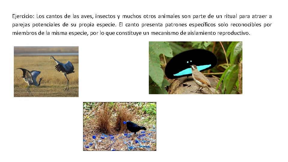 Ejercicio: Los cantos de las aves, insectos y muchos otros animales son parte de