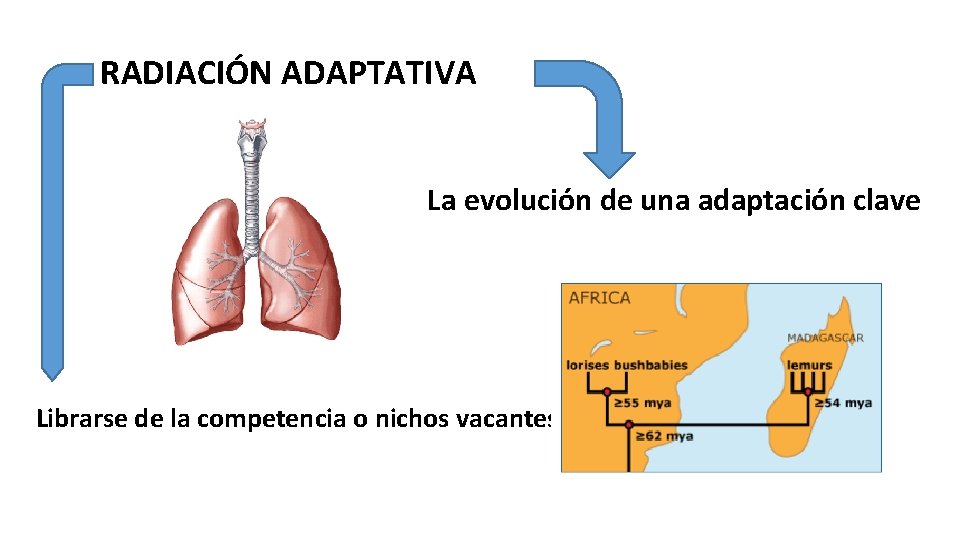 RADIACIÓN ADAPTATIVA La evolución de una adaptación clave Librarse de la competencia o nichos