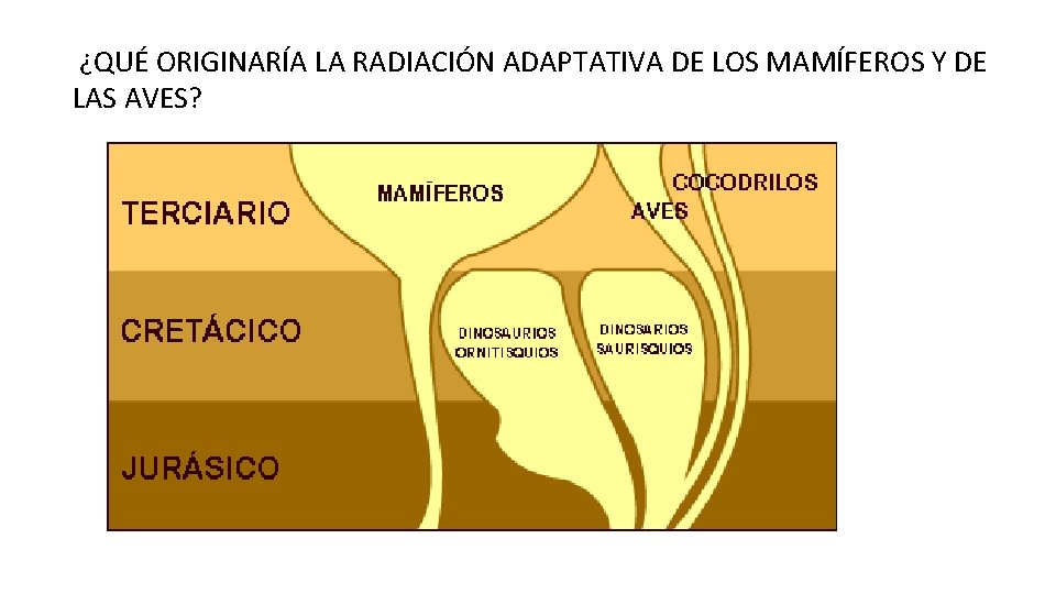  ¿QUÉ ORIGINARÍA LA RADIACIÓN ADAPTATIVA DE LOS MAMÍFEROS Y DE LAS AVES? 