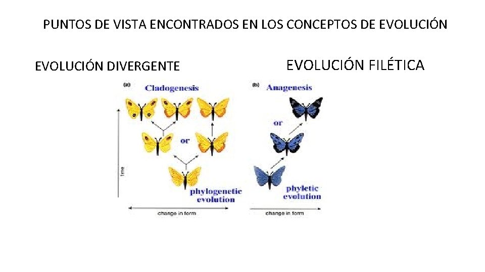 PUNTOS DE VISTA ENCONTRADOS EN LOS CONCEPTOS DE EVOLUCIÓN DIVERGENTE EVOLUCIÓN FILÉTICA 