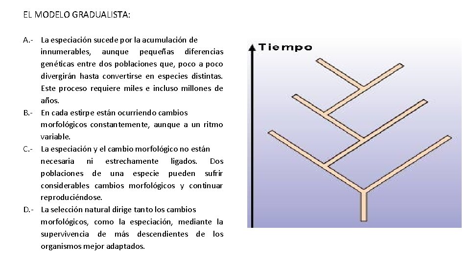 EL MODELO GRADUALISTA: A. - La especiación sucede por la acumulación de innumerables, aunque