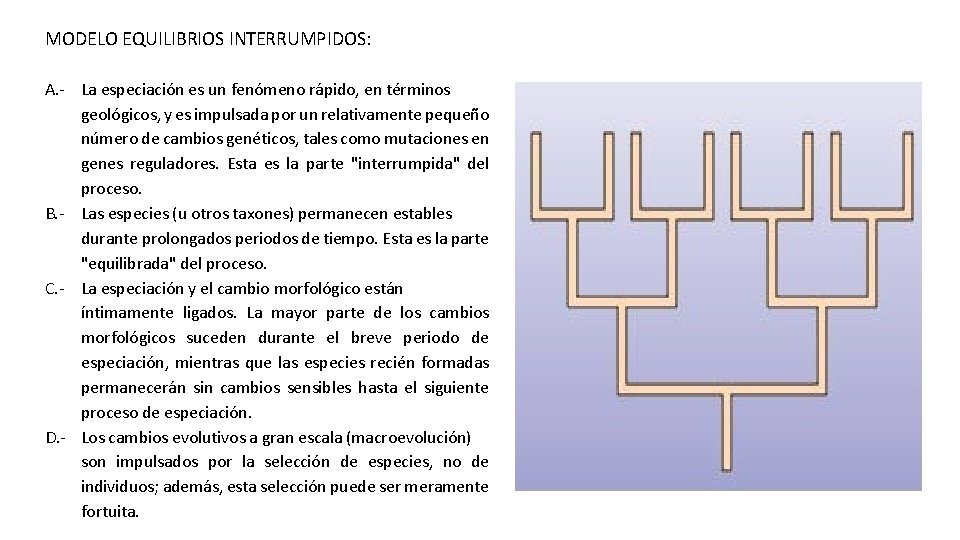 MODELO EQUILIBRIOS INTERRUMPIDOS: A. - La especiación es un fenómeno rápido, en términos geológicos,