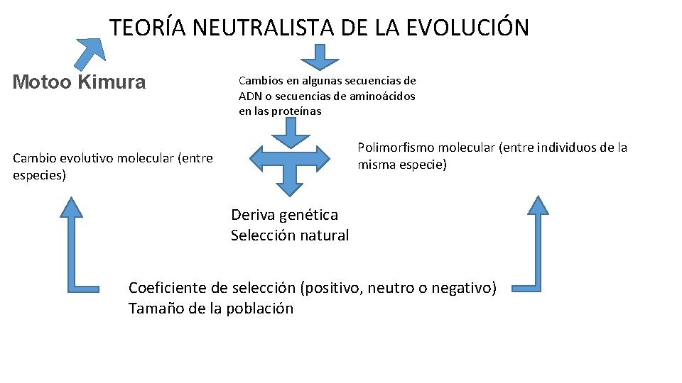 TEORÍA NEUTRALISTA DE LA EVOLUCIÓN Motoo Kimura Cambios en algunas secuencias de ADN o