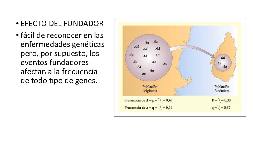  • EFECTO DEL FUNDADOR • fácil de reconocer en las enfermedades genéticas pero,