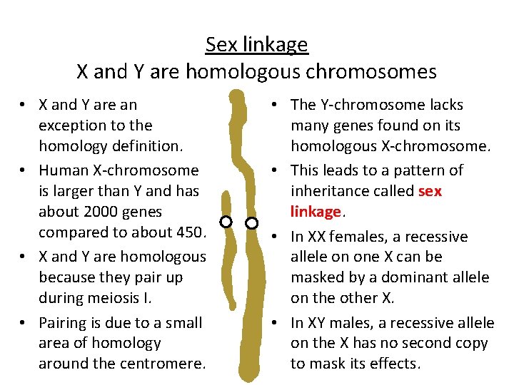 Sex linkage X and Y are homologous chromosomes • X and Y are an