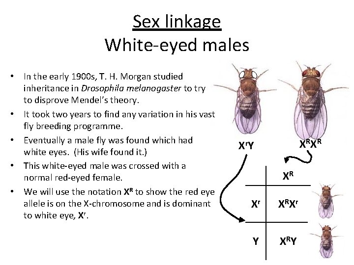 Sex linkage White-eyed males • In the early 1900 s, T. H. Morgan studied