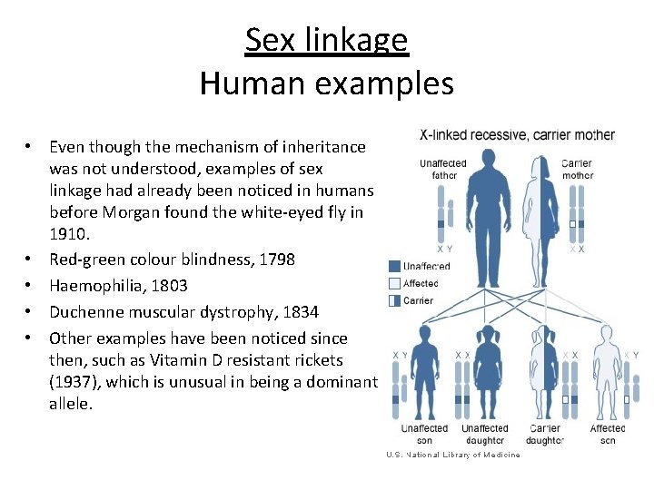 Sex linkage Human examples • Even though the mechanism of inheritance was not understood,