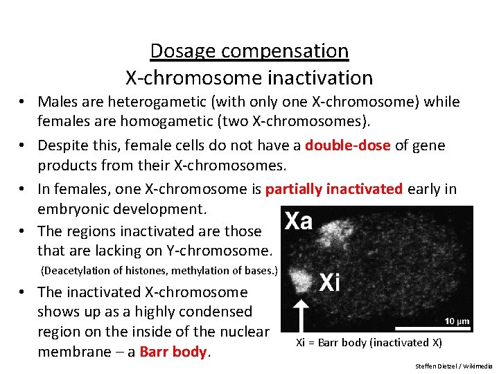 Dosage compensation X-chromosome inactivation • Males are heterogametic (with only one X-chromosome) while females