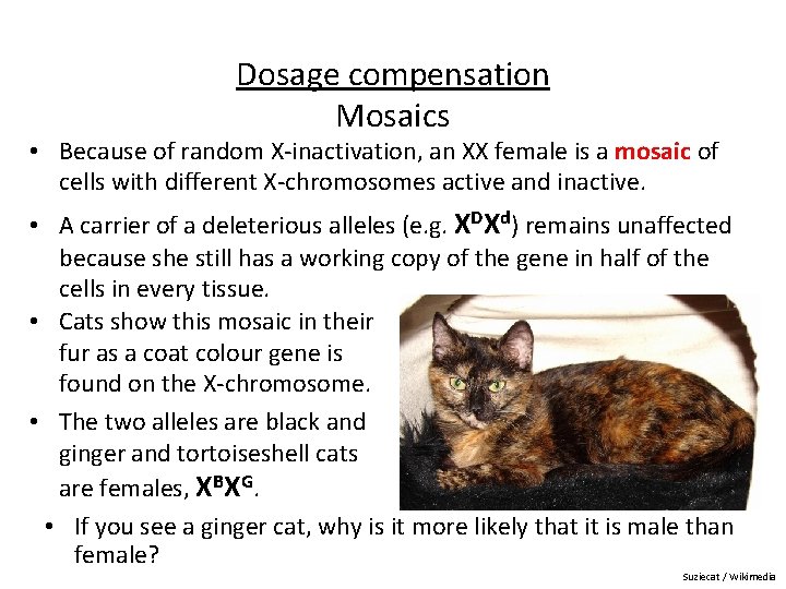 Dosage compensation Mosaics • Because of random X-inactivation, an XX female is a mosaic