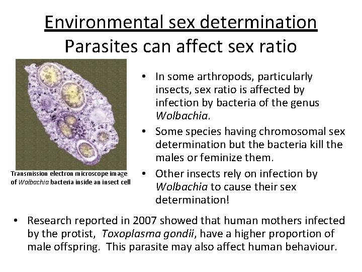 Environmental sex determination Parasites can affect sex ratio Transmission electron microscope image of Wolbachia