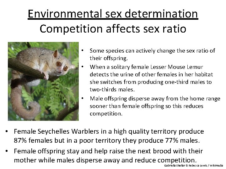 Environmental sex determination Competition affects sex ratio • Some species can actively change the